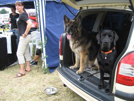 DRK Rettungshunde Vorführung Hundeshow Dormagen
